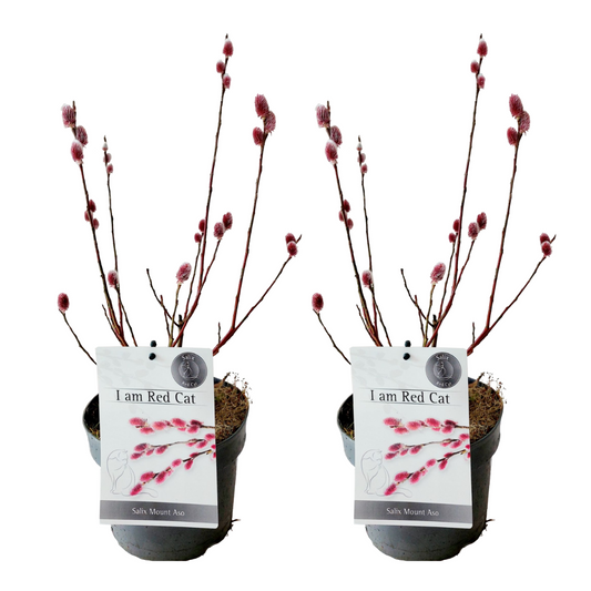 Sauce Arbustivo - 2 Pzs - Salix Gracilistyla 'mount Aso' - A40-50cm - ⌀17cm_0