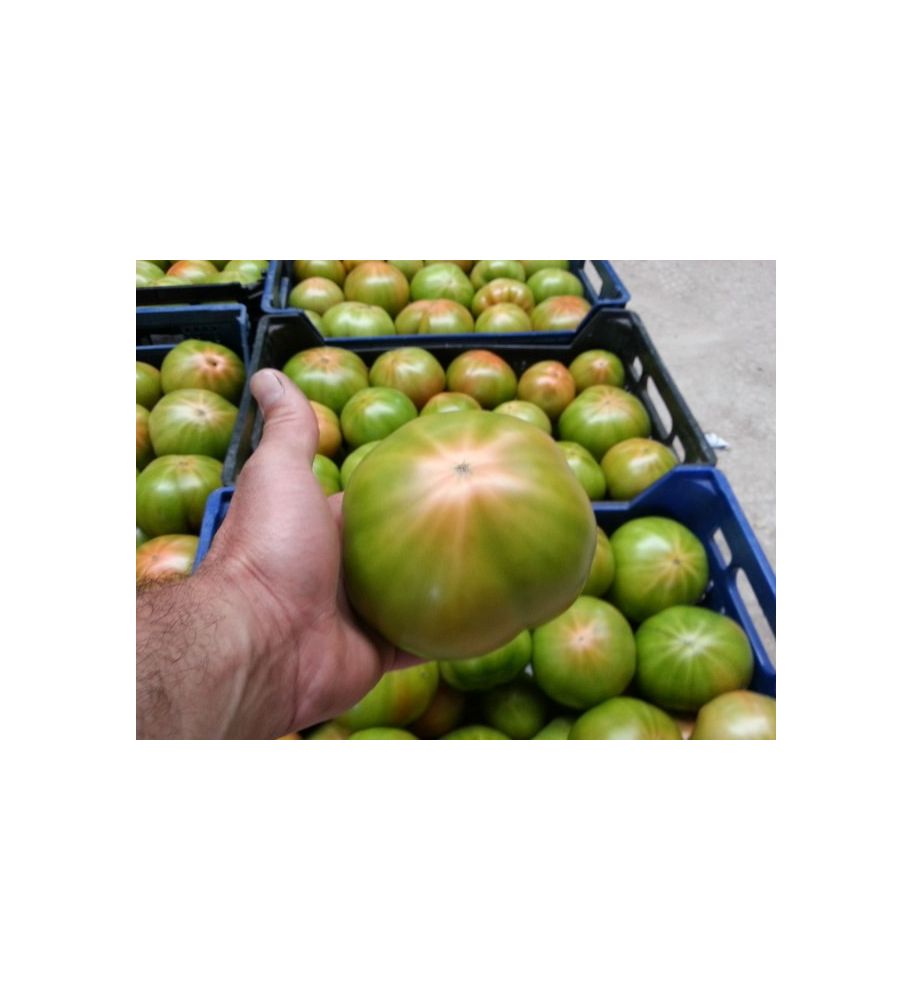 Plantón Tomate Optima F1 Injertado (10 Unidades)_0