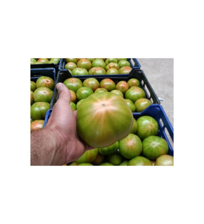 Plantón Tomate Optima F1 Injertado (10 Unidades)_0