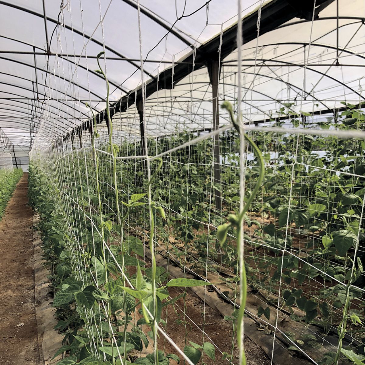 Trellinet compostável Compost Nortene 5 x 2 m malha de treino