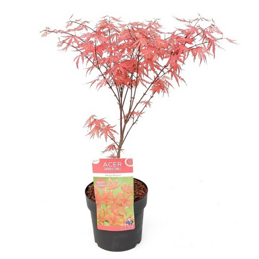 Arce Japonés - Acer Palmatum 'amagi-shigure' - Altura 30-40cm - ⌀13cm_0