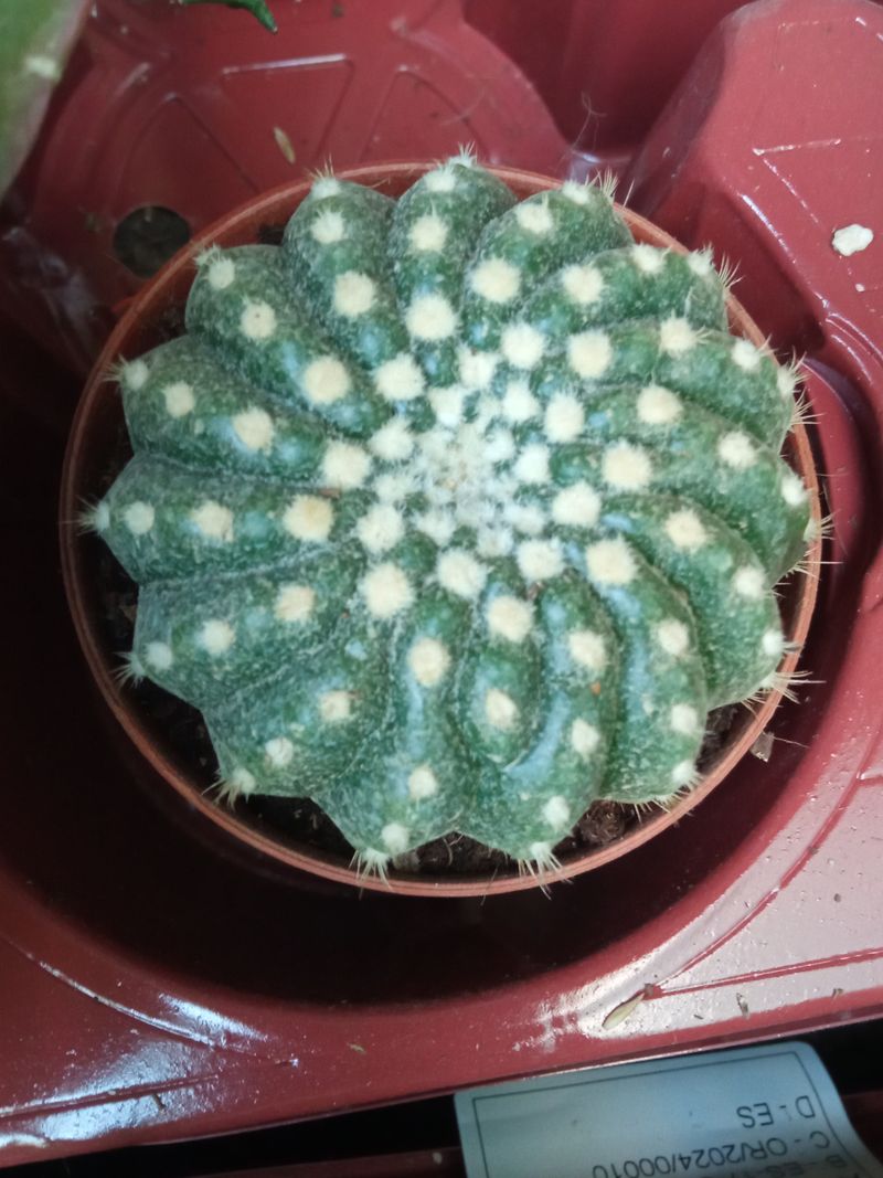 Cactus Notocactus Ubelmanianus Ø8 Cm Planta_0