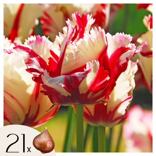 Bulbos De Tulipán - 21 Pzs - Tulipa 'estella Rijnveld' - Bulbos De Flores_0