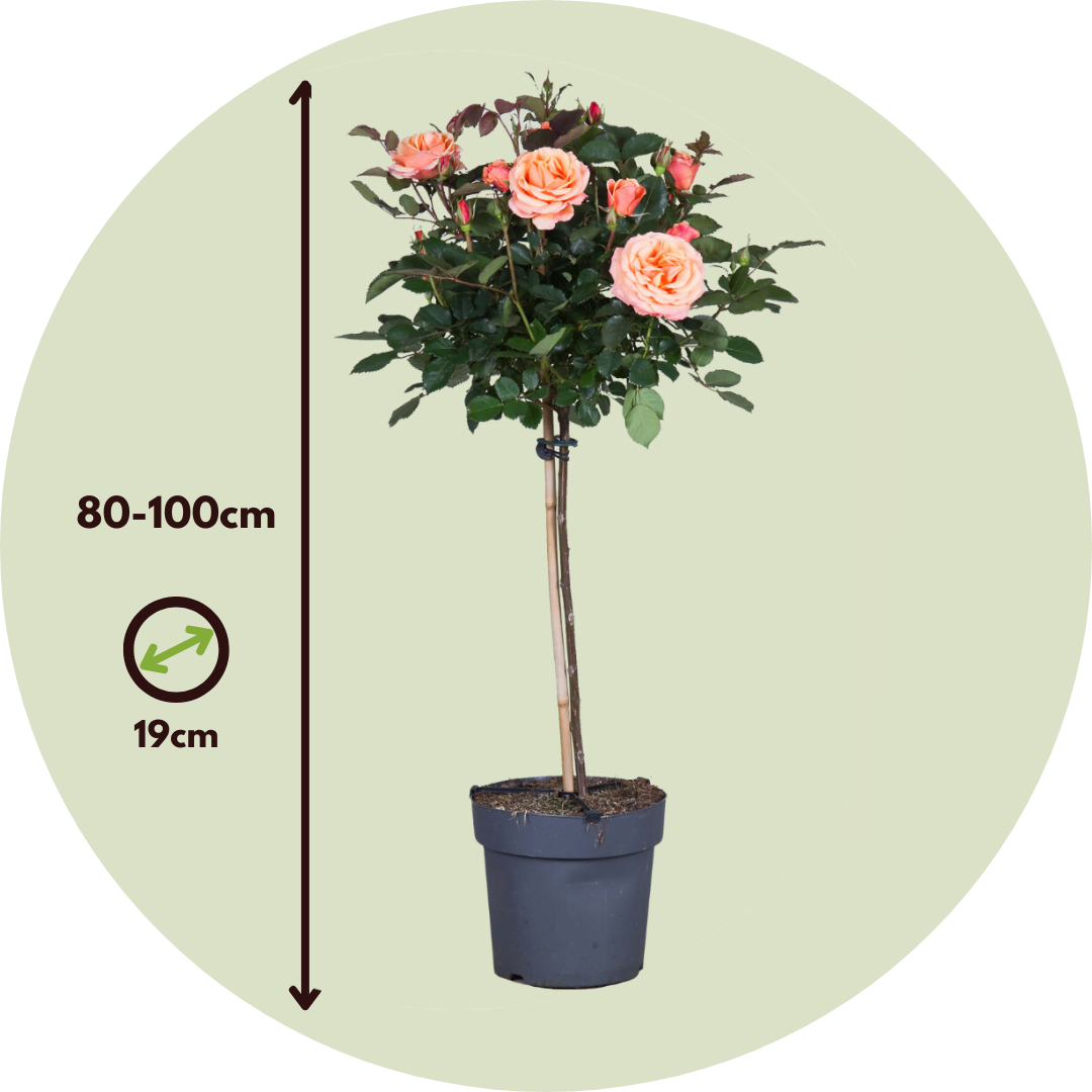 Rosa De Tallo - Rosa Palace 'catherine' - Altura 80-100cm - ⌀19cm_2