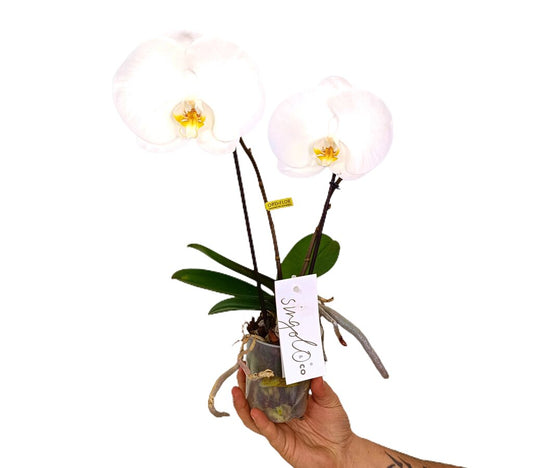 Phalaenopsis Singolo 2 Tallos M9_0