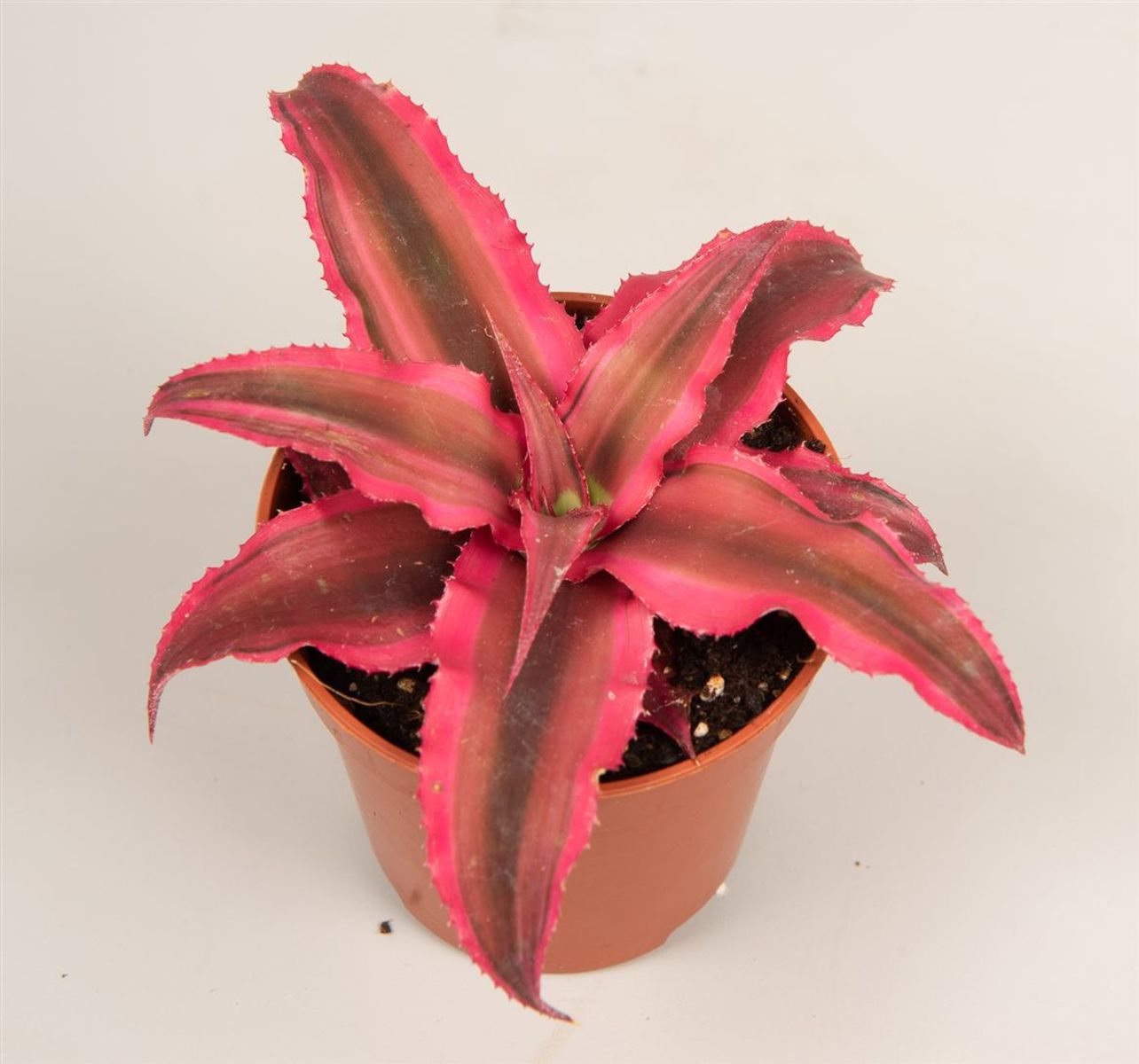 Cryptanthrus Rubin Star Planta Bromelia Color Rojo Ø5_0