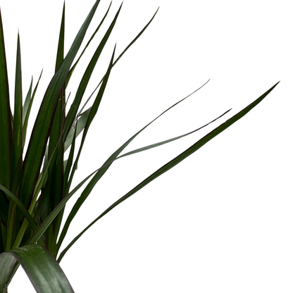 Planta Dracaena Marginata Kokedama Natural_2