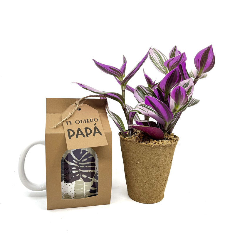 Pack Regalo Dia Del Padre Taza Monstera + Planta_0
