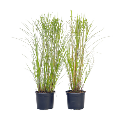 Pasto Plateado Chino - 2 Pzs - Miscanthus 'gracillimus' - Altura 40-60cm - ⌀23cm_0