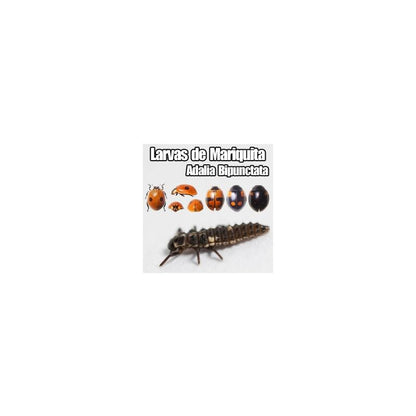 Larvas de joaninha (Adalia Bipunctata) 30 unidades