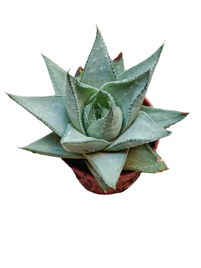 Haworthia Shaviana Planta Suculenta De Sombra Ø5_0