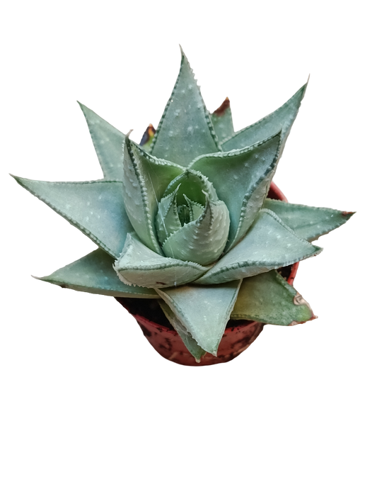 Haworthia Shaviana Planta Suculenta De Sombra Ø5_0