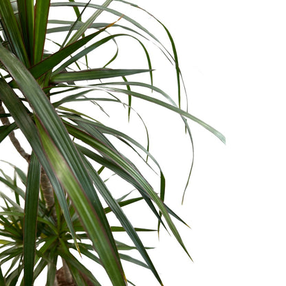 Dracena Marginata Planta De Interior (dracaena Marginata) Maceta 20cm 3 Troncos 60/30/15_0