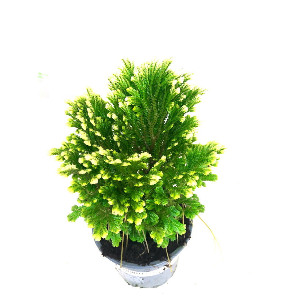 Selaginella Jori M9_2