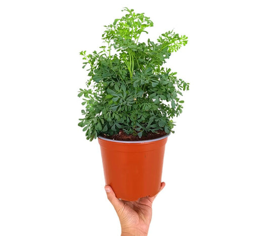 Ruda Graveolens M16_0