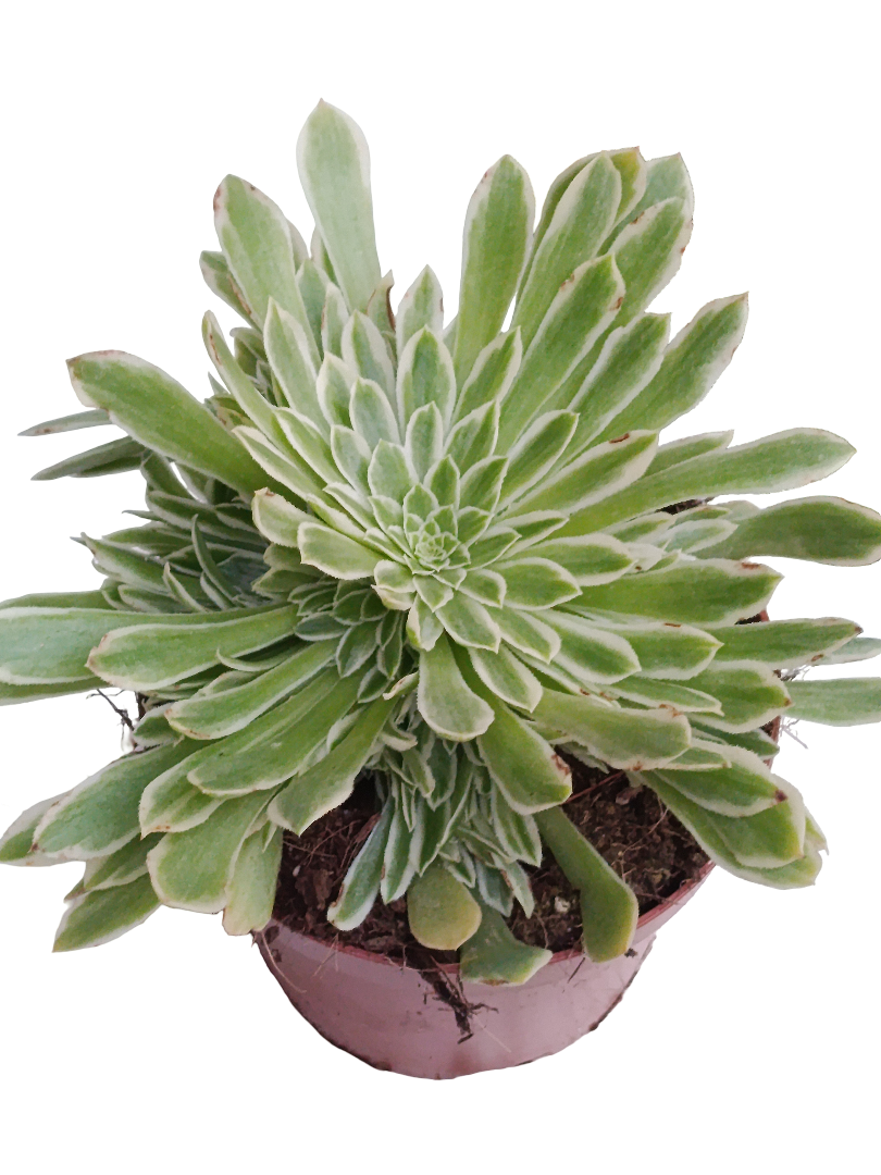 Aeonium Tabuliformis Variegata Ø12 Planta Suculenta_0
