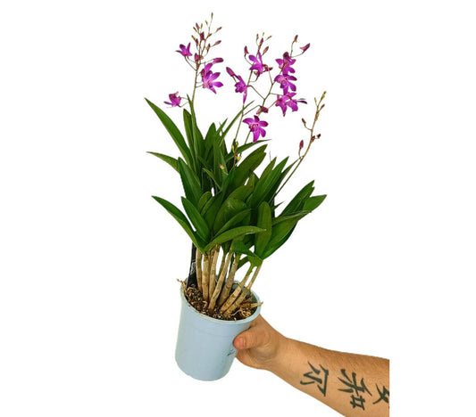Dendrobium Berry 6 Tallos M12_0
