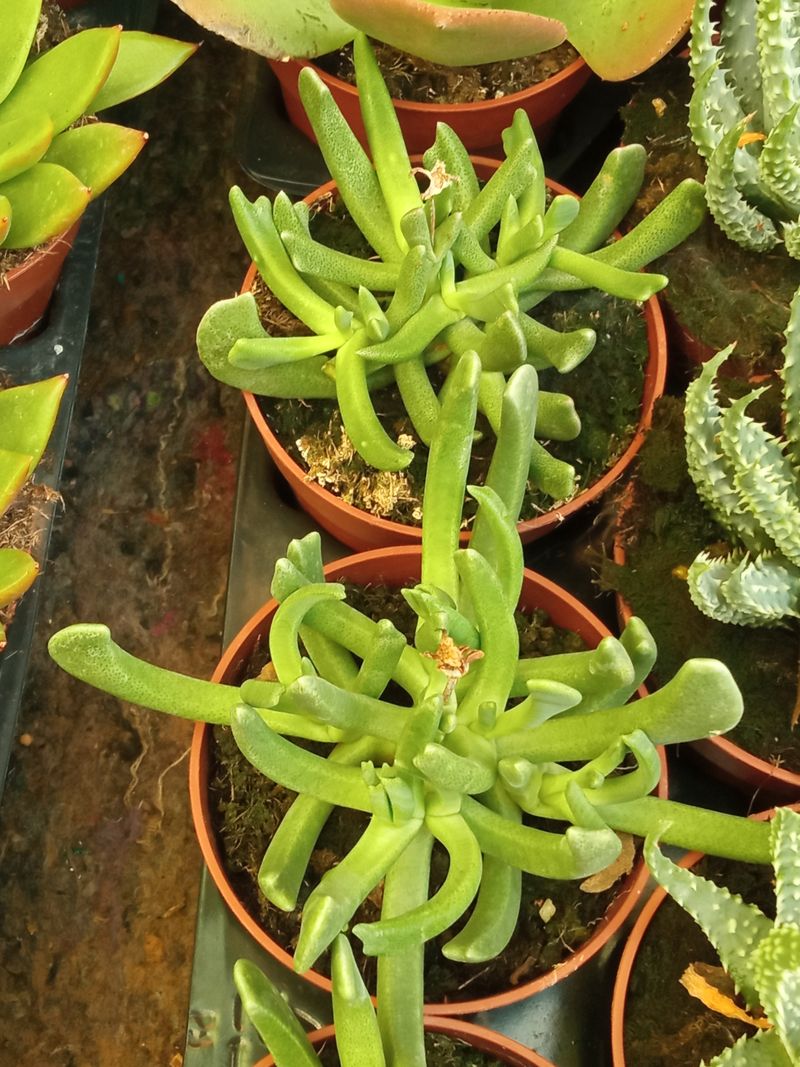 Rhombophyllum Dolabriforme Planta Suculenta 8 Cms_0