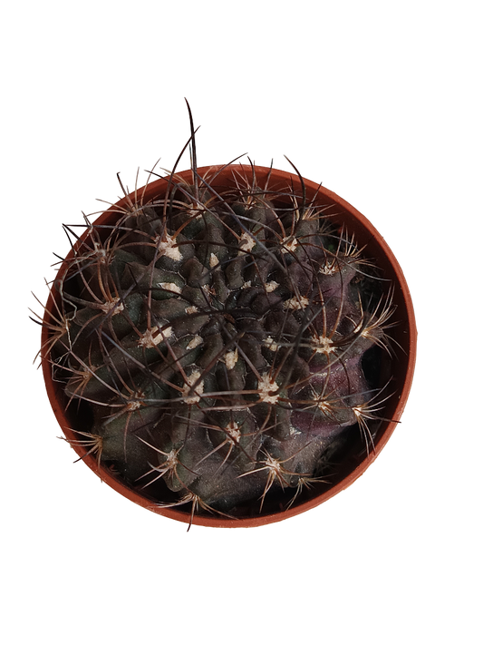 Neochilenia Cryspa Cactus Negro Planta De Ø5 Cm_0