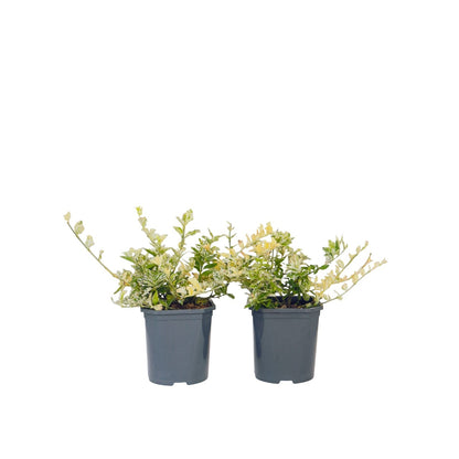 Bonetero - 2 Pzs - Euonymus 'harlequin' - Altura 20-30cm - ⌀17cm_0