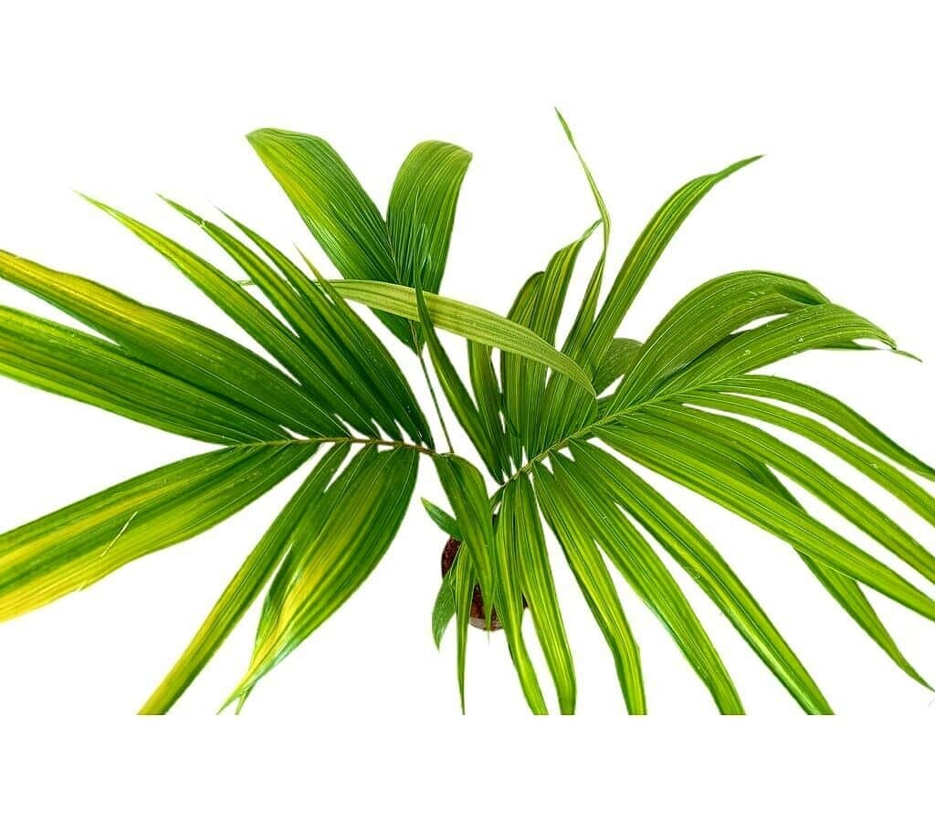 Archontophoenix Alex M17 80-100cm (palmera De Alejandría)_1