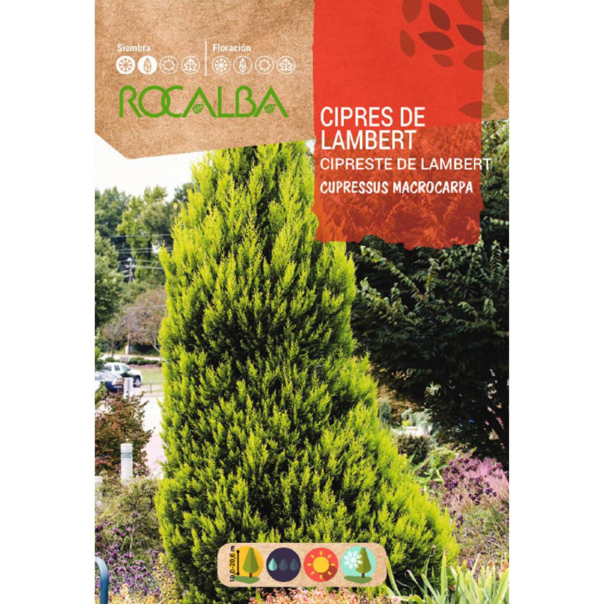 Sementes de cipreste Lambert Cypress macrocarpa