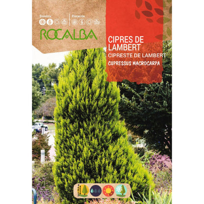 Sementes de cipreste Lambert Cypress macrocarpa