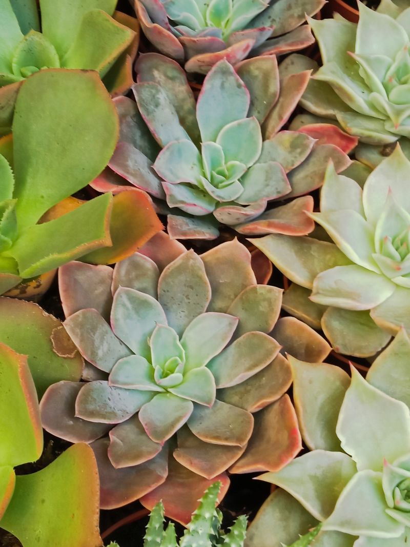 Suculentas Y Cactus Variedad #19 Planta Sin Id_0