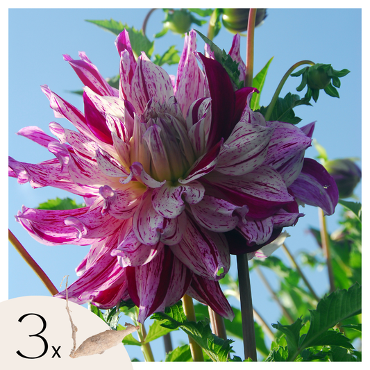 Tubérculos De Dalia - 3 Pzs - Dahlia 'bristol Stripe' - Rosa_0