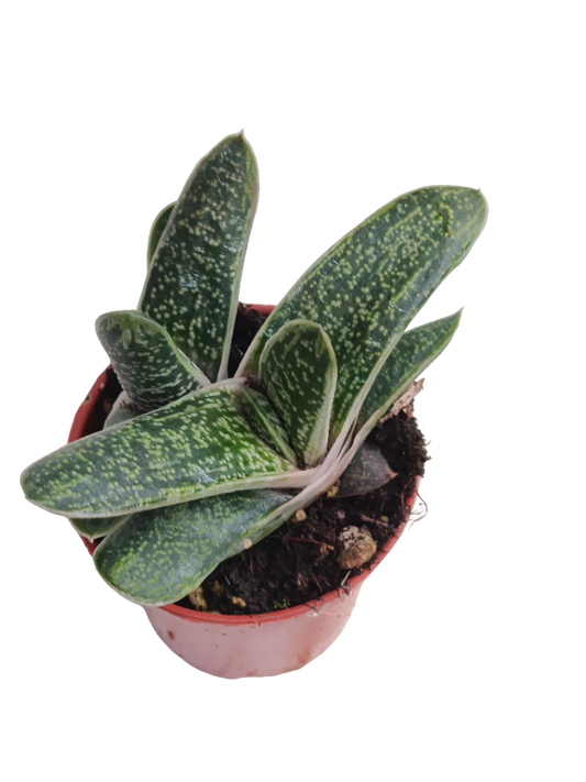 Haworthia Little Warty Planta Suculenta Ø5_0