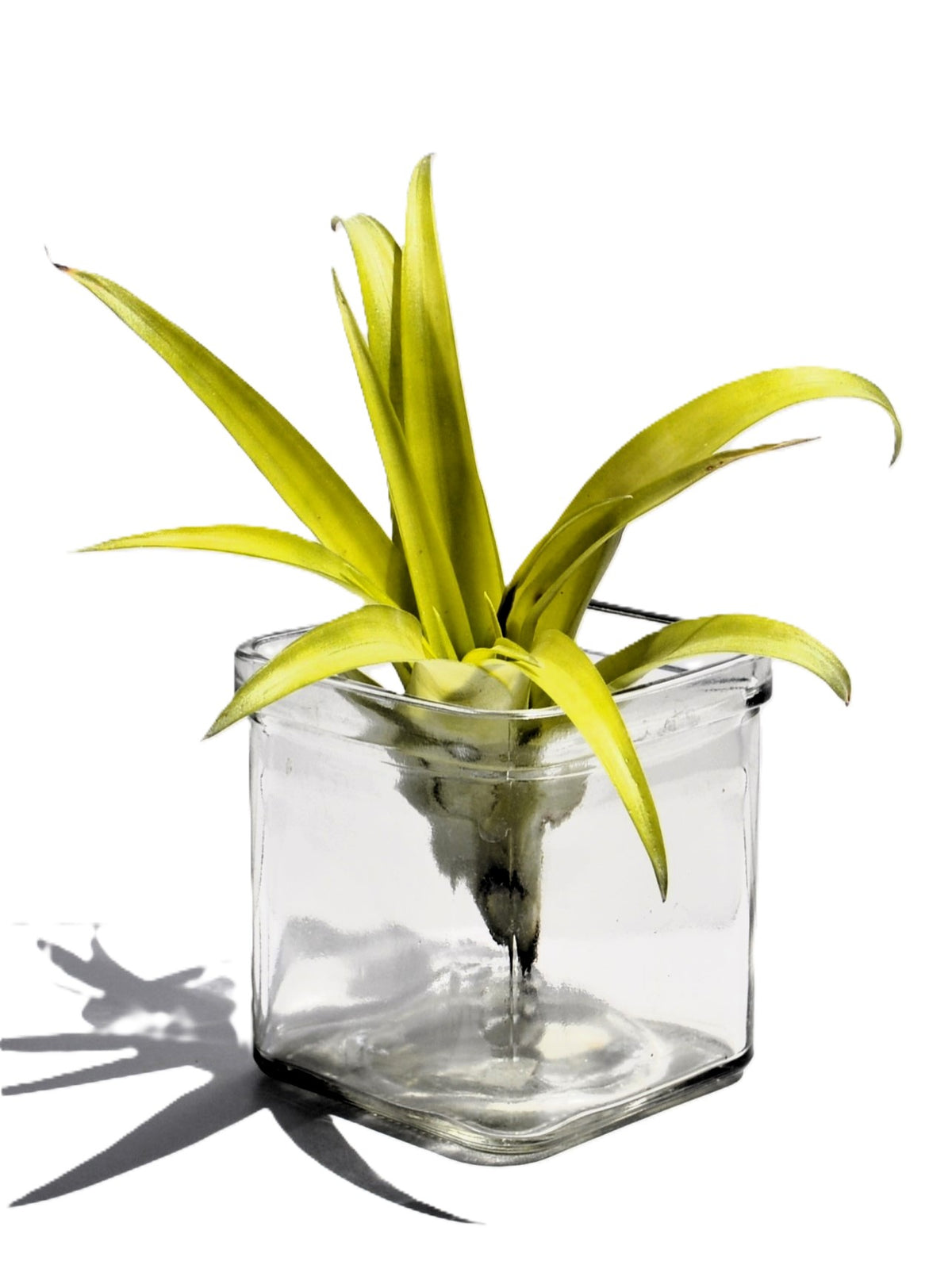Tillandsia flabellata rubra, planta del aire, Curiosarium, altura 15-20 cm, diámetro 10 cm_2