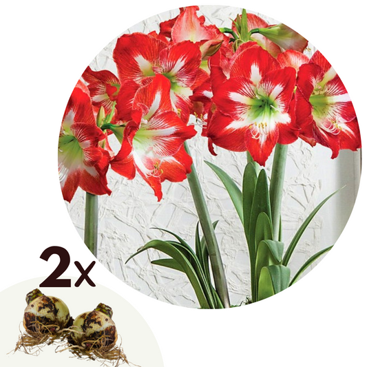 Amarilis - 2 Pzs - Hippeastrum - Bulbos De Flores - Rojo_0