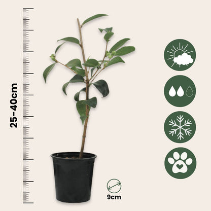 Planta De Té - 3 Pzs - Camellia Japonica 'bonomiana' - Altura 25-40cm - ⌀9cm_2