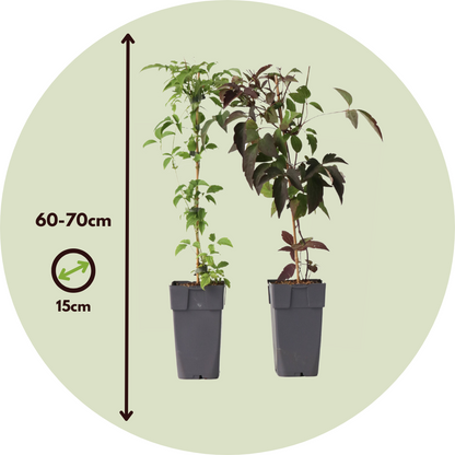 Clemátide - 2 Pzs - Clematis Grandiflora Fragrant Spring - A60-70cm - ⌀15cm_2