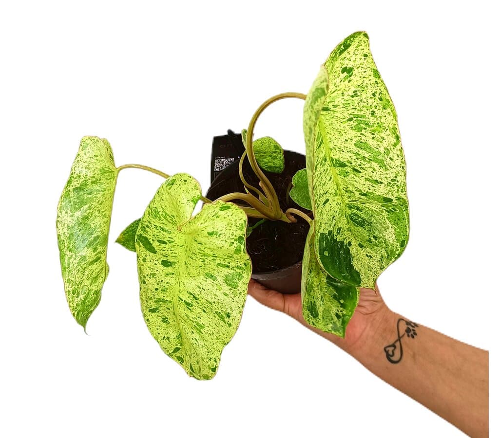Philodendron Paraíso Verde M12 35cm_1