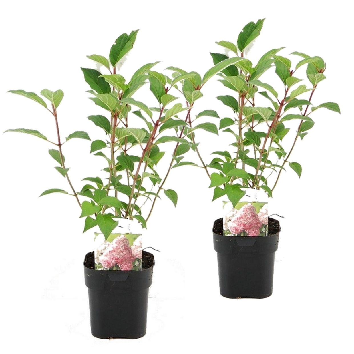 Hortensia - 2 Pzs - Hydrangea 'pink Diamond' - Altura 30-40cm - ⌀17cm_0
