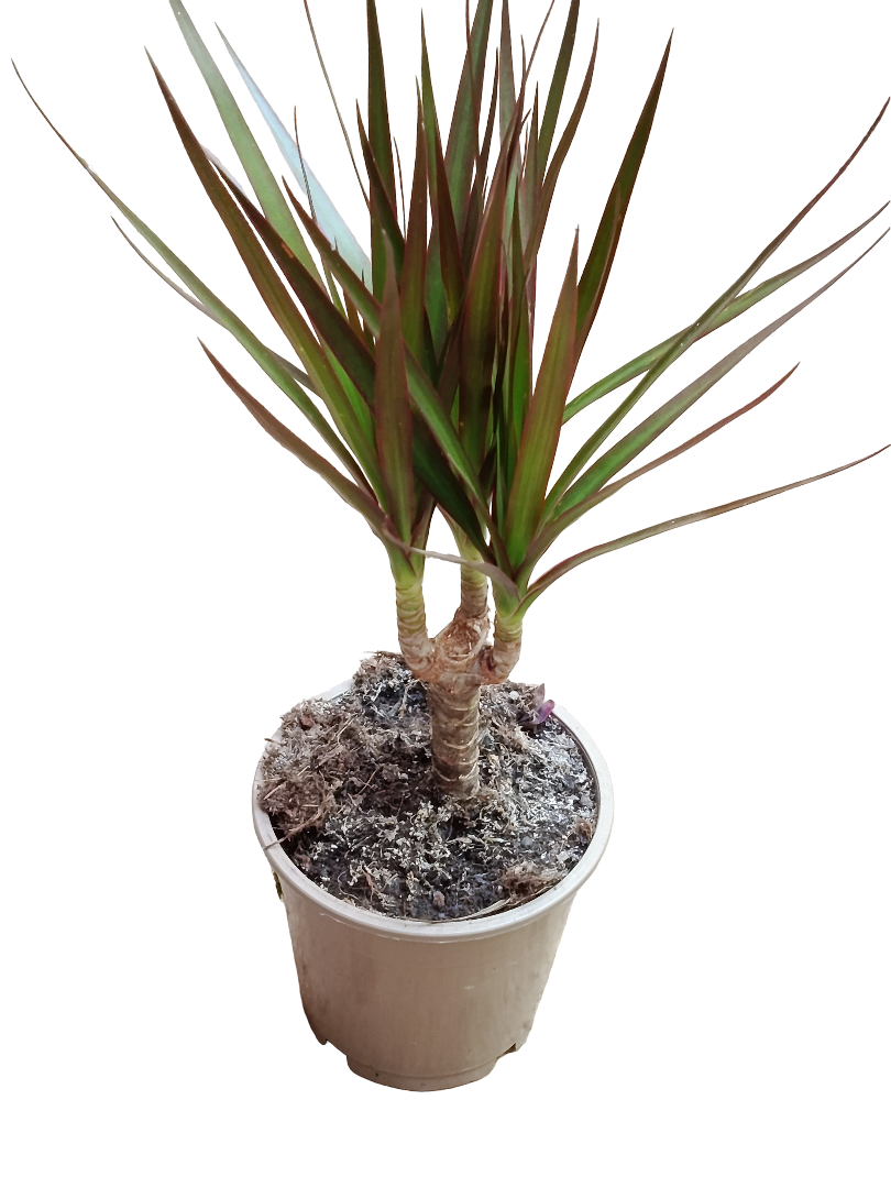 Dracaena Marginata Planta Interior_0