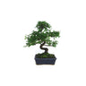 Bonsai Zelkova parvifolia 8 anos - Olmo Chinês