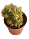 Cereus Peruvianus Monstruoso Espinheiro-amarelo Mini Ø5