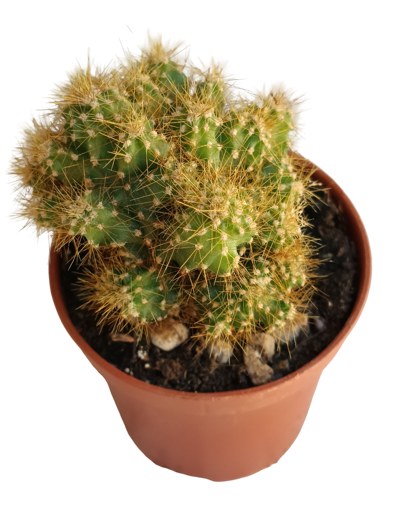 Cereus Peruvianus Monstruosos Espina Amarilla Mini Ø5_0