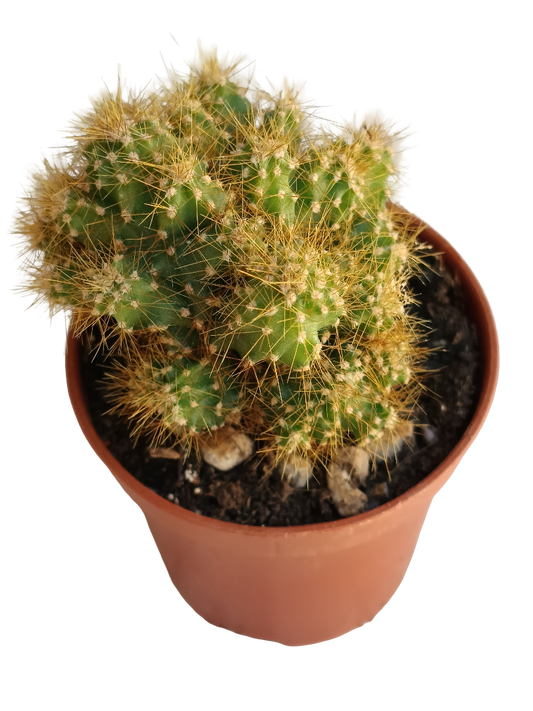 Cereus Peruvianus Monstruosos Espina Amarilla Mini Ø5_0