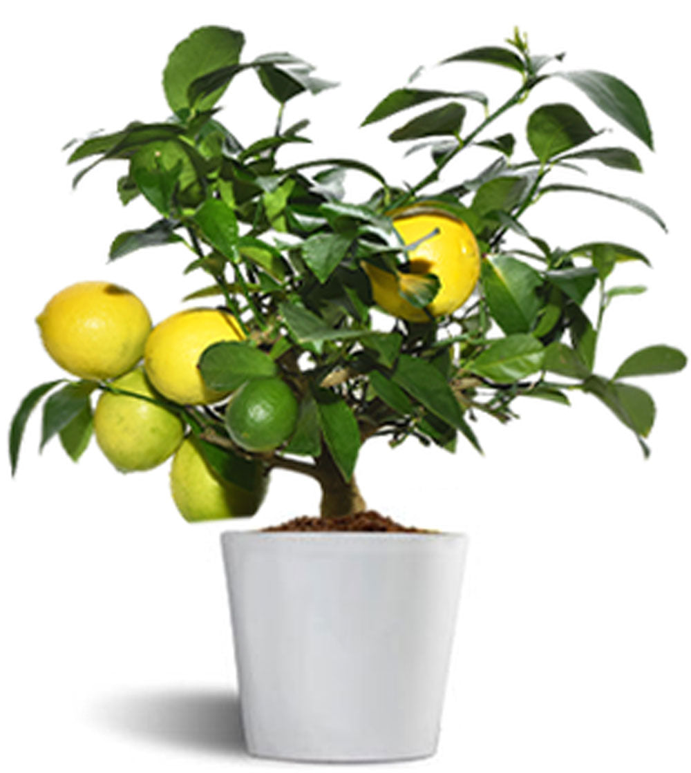 Meyer Lemon - Limonero Enano De Interior - Maceta Cerámica De 16 Cm - Fruta Comestible (arbusto)_0