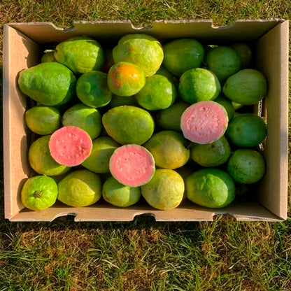 Caja De Guayabas Directas Del Agricultor | Tropitop Caja de 9kg_3