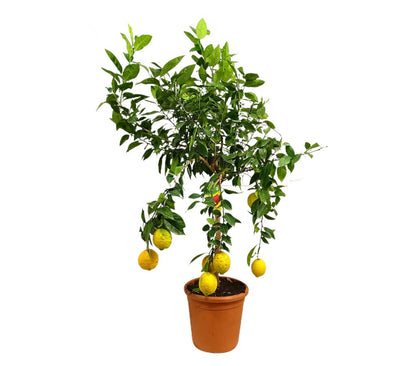 Limonero Rojo M26 90-120cm_0
