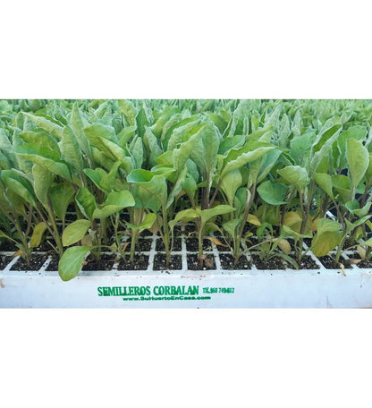 Plantón Berenjena Ciezana (pinchosa) (10 Unidades)_1