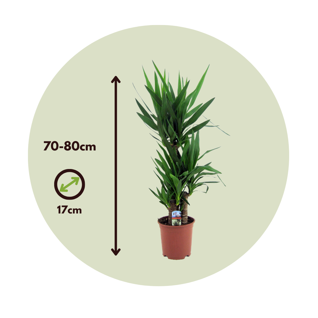Yuca Pie De Elefante - 2 Pzs - Yucca Elephantipes - Altura 70-80cm - ⌀17cm_2