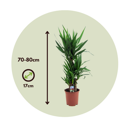 Yuca Pie De Elefante - 2 Pzs - Yucca Elephantipes - Altura 70-80cm - ⌀17cm_2