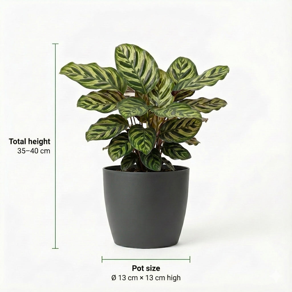 Plantas Purificadoras 6 Unidades - Maceta Blanca De Plástico - Ø12 Cm_3