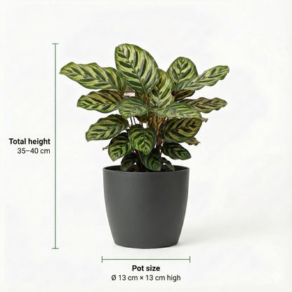 Plantas Purificadoras 6 Unidades - Maceta Blanca De Plástico - Ø12 Cm_3