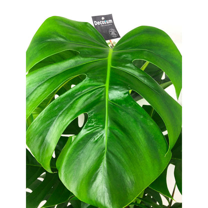 Monstera Deliciosa M24 140cm (costilla De Adán)_2